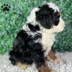Charlie, Mini Bernedoodle Puppy